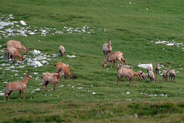 Camoscio d''Abruzzo Rupicapra pyrenaica ornata